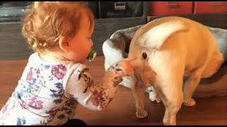 How to Fart an Animal Die Laughing ???😂 Funny Videos Best 😻 Cats and 🐶 Dogs HD (funny videos) 2021