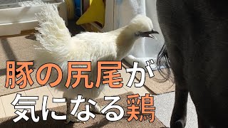 とんかつの尻尾が気になるウコッケイのぼんじりと、突かれても気にしないマイクロブタのとんかつ【57日目】