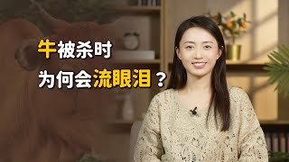 老牛被殺時，為什麼會流眼淚甚至下跪？難道真的通人性？【藝述史】