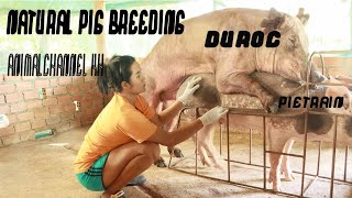 Watch the full activity of pig breeding / Duroc & Pietrain -Animal Channel KH