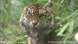 スマトラトラお引越し　仙台・八木山動物公園から名古屋・東山動植物園へ