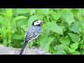 linerle white wagtail motacilla alba