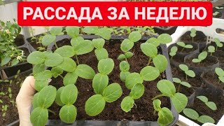 Зеленцы будете собирать вёдрами. Мощная рассада сразу