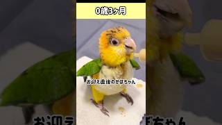 【シロハラインコ】２歳までの軌跡　#Shorts #シロハラインコ #Caique