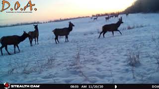 DOA Dorward Outdoor Adventures - Big Elk Herd On The Move