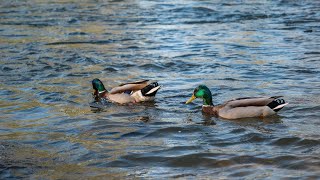 Mallards at the Mur river in Graz