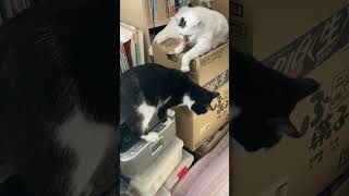 妹猫を警戒するお姉ちゃん猫😼。 #高評価 #ショート #cat #にゃー #ねこ動画