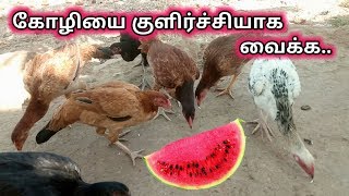 உங்க கோழிகளை குளிர்ச்சியாக வைக்க சில வழிமுறைகள்