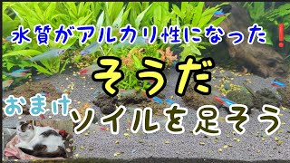 水槽をアルカリ性から弱酸性に戻す方法！グッピーはネオンテトラと飼育しない方が良い！