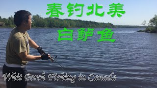 【渔耕笔记】2019春钓北美白鲈 鱼  Spring White Perch Fishing in Canada