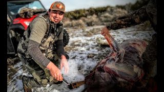 Quartering a Cow Elk the Gutless Method in the Field Central Utah