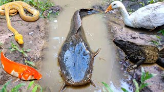 Catch jumbo catfish in the hole, there are gourami fish, snakehead fish, ornamental fish, turtles