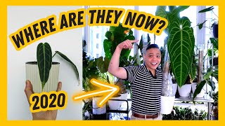 🌱 Houseplants I got in 2020 & UPDATES 💚 indoor plants | anthurium, philodendron, hoya (PART 2)