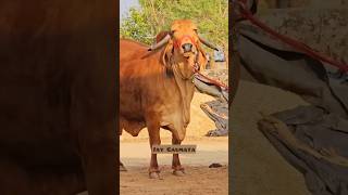 Jay Gaumata #cow #yshorts #gaumata