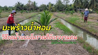 เกษตรพอเพียง วิธีรดน้ำมะพร้าวแบบโบราณใช้แรงงานคน เกษตรผสมผสาน