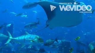 5 minutes of fish swimming | Animal ASMR