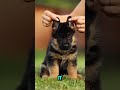 German Shepherd Puppy Training 7 Weeks Old 😚