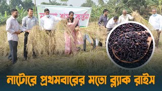 নাটোরে প্রথমবারের মতো ব্ল্যাক রাইসের চাষ | Natore | Black Rice