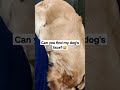 Weird way my dog sleeps ☺️#shorts #ytshorts #viral #shorts #tiktok #funny #goldenretriever