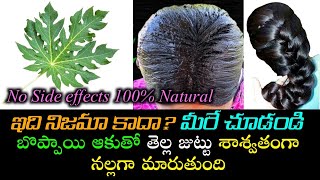 Get Rid of Gray Hair |బొప్పాయి ఆకు రసంలో ఇది కలిపి రాస్తే ఖచ్ఛితంగా మీ తెల్ల జుట్టు నల్లగా మారుతుంది