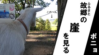 ポニョ　故郷の崖を見る（１１月４日の様子）