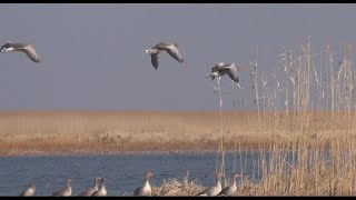 Полная яма сазана. Гуси кружат над головой. Ловим сазана на ямах в дельте волги на раскатах.