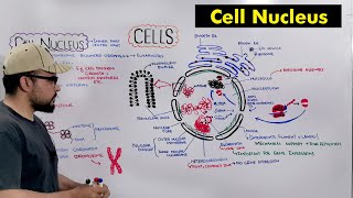 Cell Nucleus 