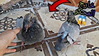 تربية الحمام للمبتدئين 🕊/وجدت زغاليل الزاجل خارج المحكر 🐤🐤 الاجابة عن الاسئلة❤