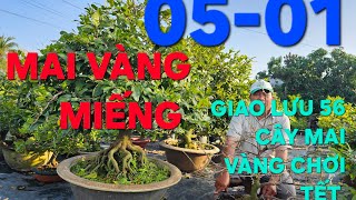 0908794939 MAI VÀNG MIẾNG DUNG GIAO LƯU 46 CÂY MAI VÀNG CHƠI TẾT