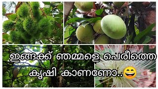 വീട്ടിലെ കൃഷിയിടം കണ്ടു നോക്കിയാലോ...