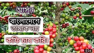 বিদেশ থেকে আমদানি নয়, দেশেই লাভজনক কফি চাষ।Coffee Cultivation in BD।।