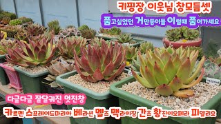 키핑장 이웃님(010 8651 7878)창모듬셋 득템하세요/간츠.맥라이징.로라클론.산호수.도감.황진이.링고스타.피델리오(korean succulent plants)