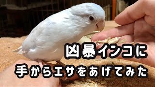 換羽期で凶暴なマメルリハインコに手からエサあげてみた