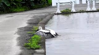 鳴門コウノトリ 水路を泳ぐ 2020/07/08 撮影