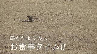 【鳥】とり　感がたよりの!!お食事タイム