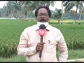 rabi paddy varieties for andhra pradesh దాళ్వా వరి సాగుకు అనువైన రకాలు గుణగణాలు