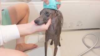 【ガチレビュー】お風呂用ブラシで愛犬を洗ってみた結果www【イタグレ】