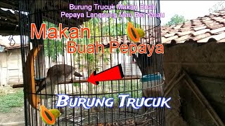 Burung Trucuk Makan Buah Pepaya Langsung Mau Ber Kicau