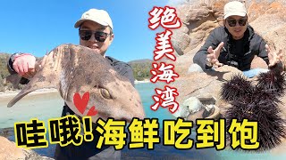 在澳洲赶海，巨型海胆泛滥没人吃，大海螺鲍鱼随便捡，轻轻松松钓大鱼|赶海|钓鱼|塔斯马尼亚|澳洲钓鱼|酒杯湾|WineglassBay fishing camping#TASfishing