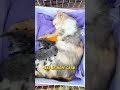 how a vet’s kindness saves a mama cat u0026 her kittens🐱❤️ shorts love animals kittenrescue