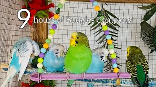 Immerse yourself in 9 hours of melodious budgie chirping—a soothing soundtrack for focus, and calm.