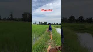 เลี้ยงปลาในนาข้าว #youtubeshorts #nature #เกษตรอินทรีย์ #เกษตรผสมผสาน #เลี้ยงปลาในนาข้าว