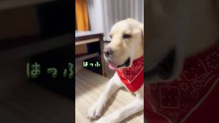 なんさま、ボクもたいぎゃ触りたかとです♪🐶💕