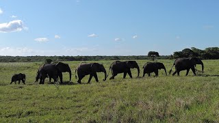 Safari i Sydafrika med efterfølgende oplevelser i Cape Town