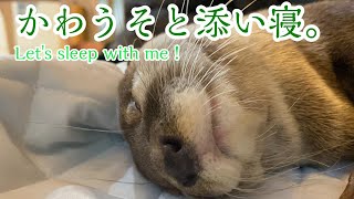 かわうそと同じ目線で添い寝してみましたLet's sleep with otters.