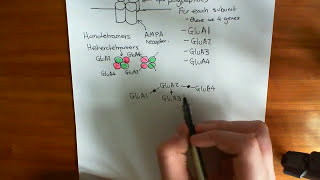 AMPA Receptors Part 1