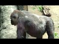 haoko emits strong body odor and riki can t stop sniffing.｜gorilla｜ueno zoo｜上野動物園｜ゴリラ｜s1e057