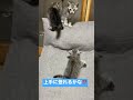 子猫達は座椅子登り‼️！成長が早いです‼️ 猫 子猫 cat 日本家屋 shorts 里親募集 こたつ