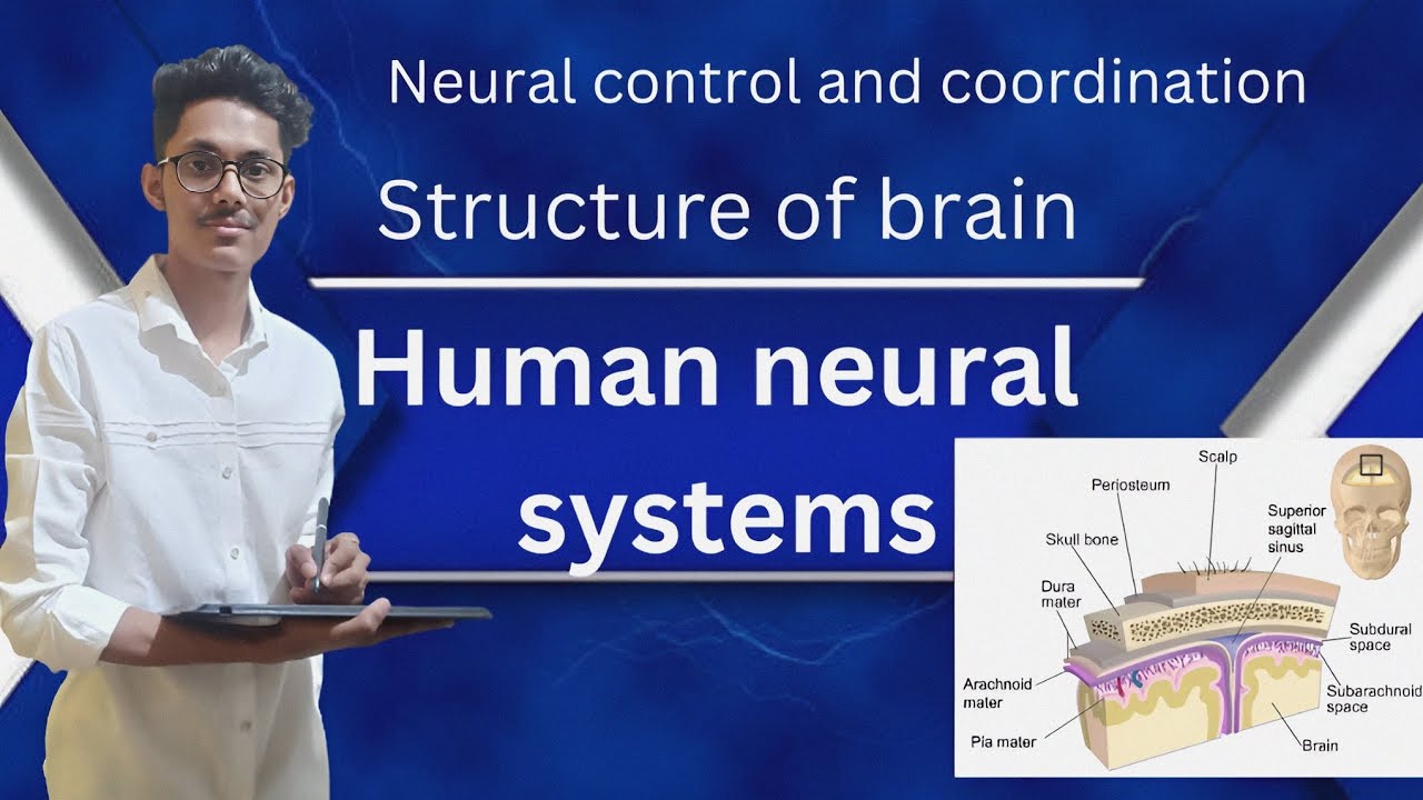 Nervous System|class 11 Biology|neural Control And Coordination - YouTube