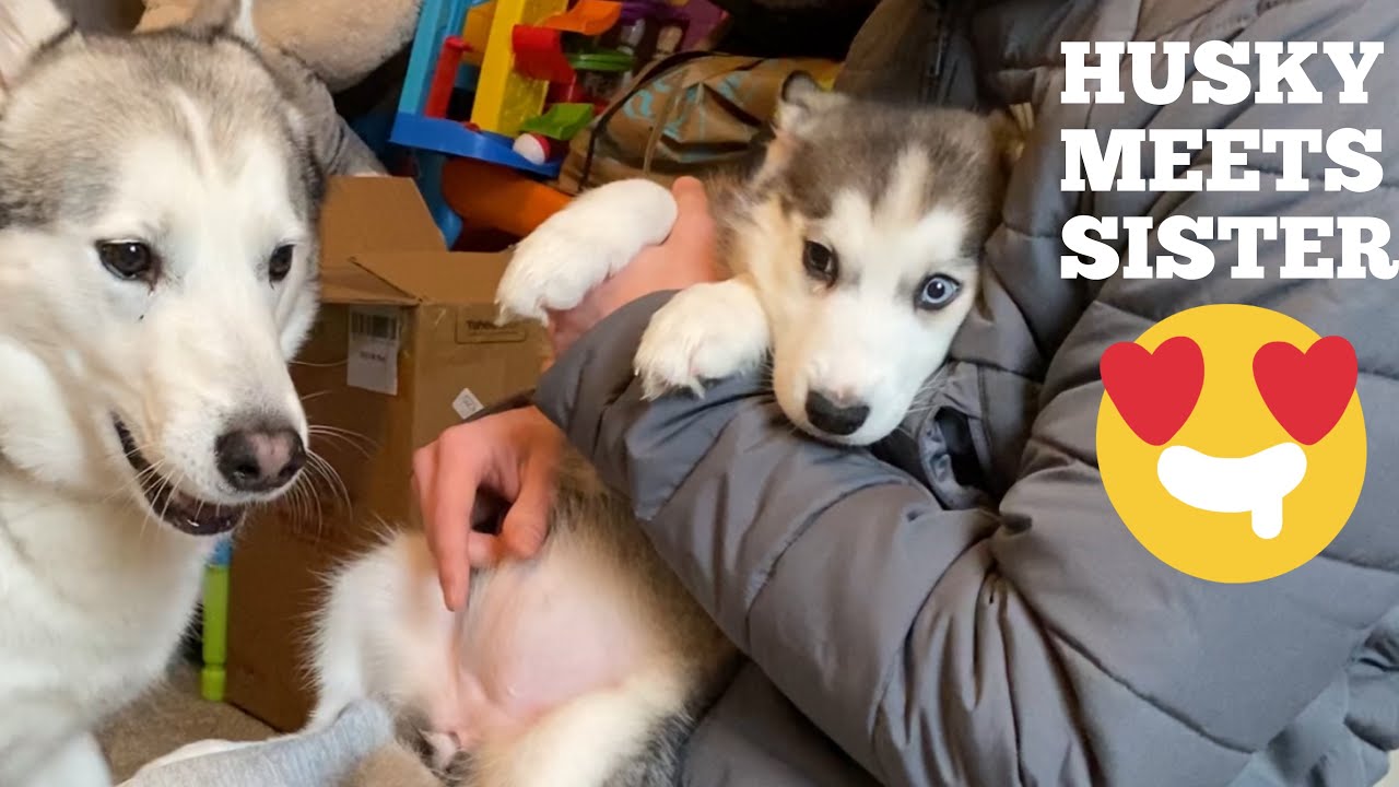 Husky Meets His New Puppy Sister For The First Time!! [He Talks To Her ...